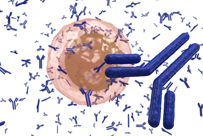 Oncogene specific monoclonal antibodies